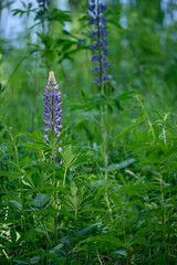 Lupine, Vielblättrige Lupine, Lupinus polyphyllus, Stauden-Lupine