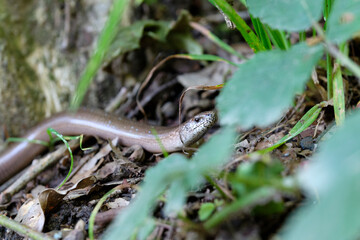 Blindschleiche, Westliche Blindschleiche, Anguis fragilis