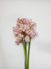 Bouquet of pink hyacinths on the white background