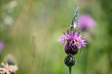 Schachbrettfalter, Damenbrettfalter, Melanargia galathea