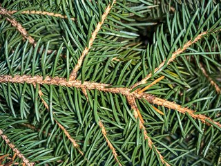 pine needles background in winter