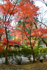 Naklejka premium 秋の三井寺 境内の紅葉 滋賀県大津市