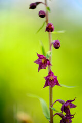 Braunrote Stendelwurz, Rotbraune Stendelwurz, Braunroter Sitter, Epipactis atrorubens
