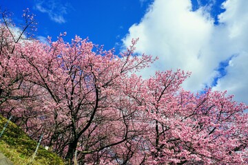Plakat 満開の河津桜と青空