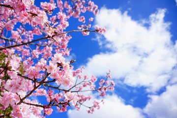 満開の河津桜と青空