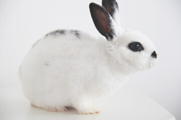 black and white miniature rabbit