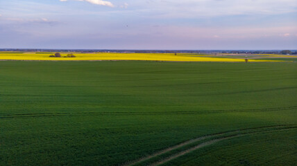 Aerial drone look to green and yellow fields at sunset