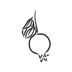 Vector sketch of tropical pomegranate fruit. Round outlines of ripe Garnet isolated on a white background, stock illustration on a horticultural theme. garnet, vector sketch on a white background