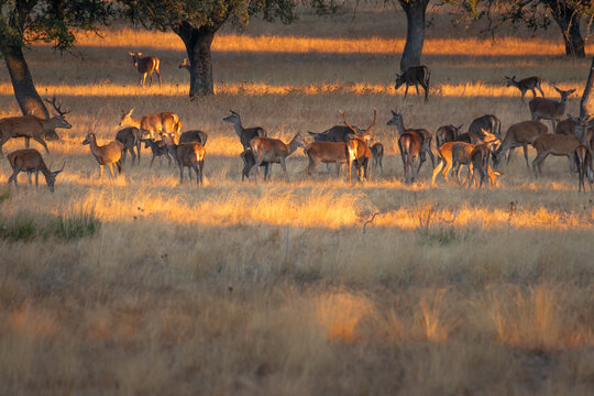 Herd of deer in Monfrague National Park, Spain during sunset