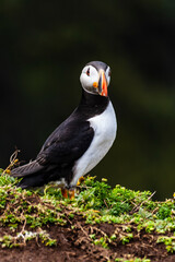 summer portrait of puffin bird in Skomer Island in Wales