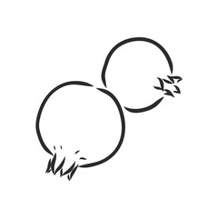 Vector sketch of tropical pomegranate fruit. Round outlines of ripe Garnet isolated on a white background, stock illustration on a horticultural theme. garnet, vector sketch on a white background