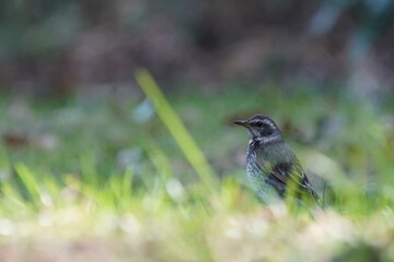 dusky thrush in the grass filed