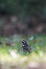 dusky thrush in the grass filed