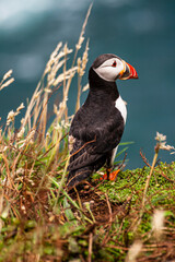 summer portrait of puffin bird in Skomer Island in Wales