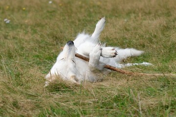 White Swiss Sherherd - Berger Blanc Suisse rolls around in the meadow 