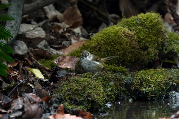 japanese bush warbler in the forest