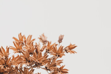 Little brown bell shape romantic flowers lovely dry branch on light background with place for text...