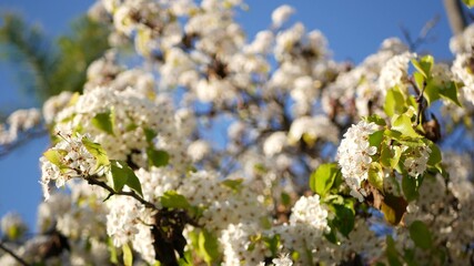 Spring white blossom of cherry tree, California, USA, Balboa Park. Delicate tender sakura flowers of pear, apple or apricot. Springtime fresh romantic atmosphere, pure botanical bloom soft focus bokeh