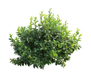 Foto op Aluminium Flower bush tree isolated tropical plant with clipping path. © Rungsan