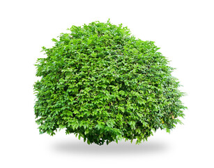 Flower bush tree isolated tropical plant with clipping path.