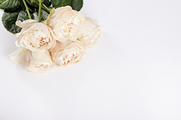 Top view shot of flower composition with pale beige peony roses with lush buds, visible petal structure and thorns on a green stem. Textured background, copy space for text. Minimalistic, flat lay.