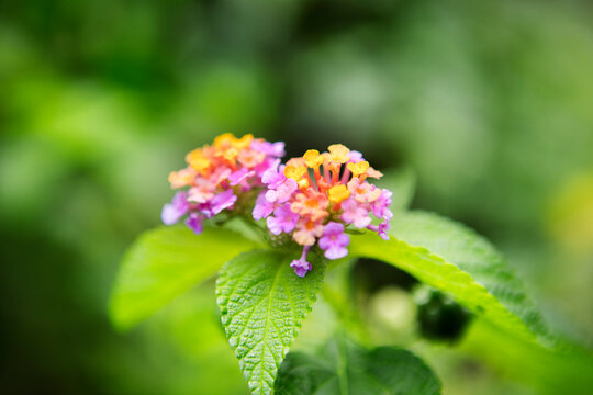 Close-up of lantana camara blooming on plant at park