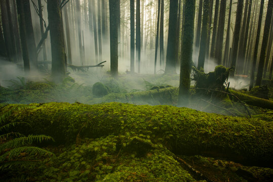 Fototapeta Tranquil view of fog in forest at Cascade National Park