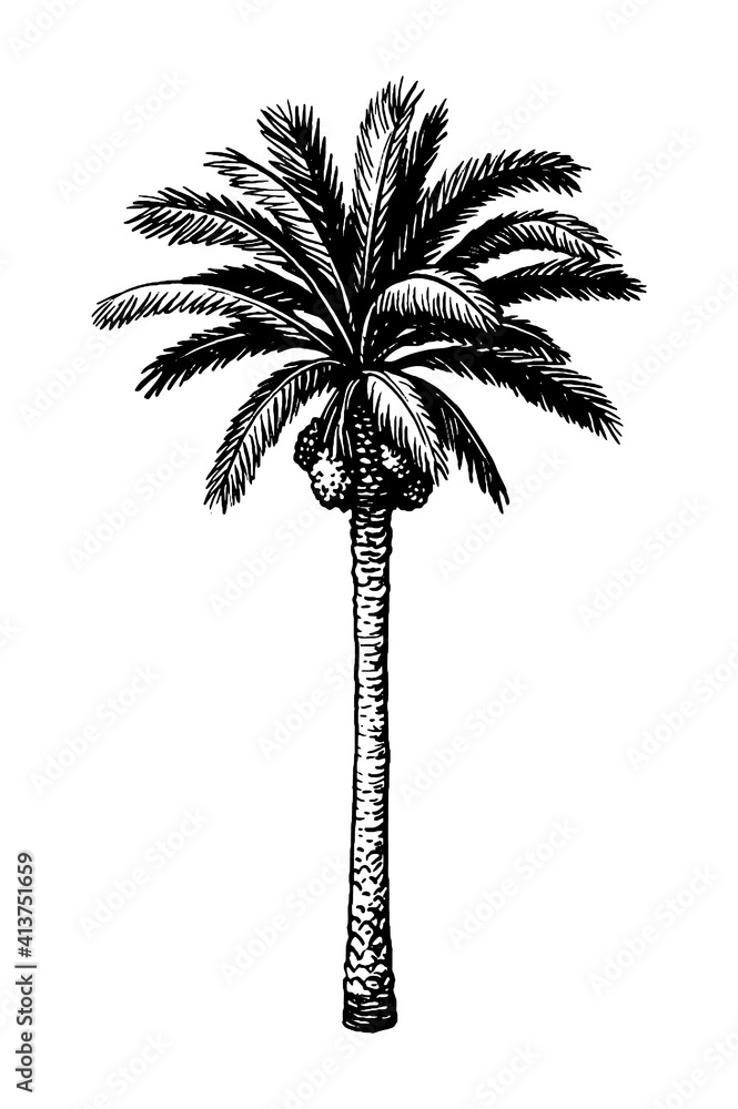 Canvas Prints ink sketch of date palm.