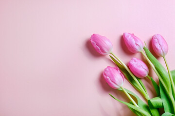 Fresh flower composition, bouquet of bi color pink tulips, isolated on white background. International Women's day, mother's day greeting concept. Copy space, close up, top view, flat lay.