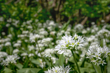 Field of blooming Allium ursinum (ramsons, buckrams, bear leek or bear's garlic) close-up. Wild garlic with white fragrant flowers. Wild edible plant in the natural environment