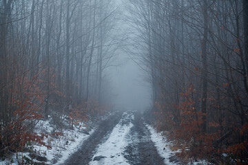 Fototapeta premium The road to the winter gloomy forest. Mysterious dark atmosphere. Restless mood. Road to nowhere