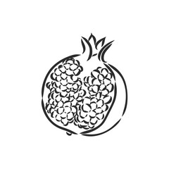 Vector sketch of tropical pomegranate fruit. Round outlines of ripe Garnet isolated on a white background, stock illustration on a horticultural theme. garnet, vector sketch on a white background