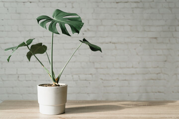 Monstera plant in cement pot white bricks wall background