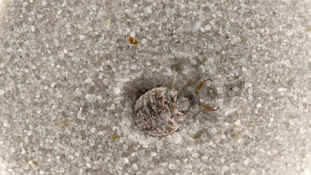 Insect larva Myrmeleon formicarius or common antlion, family Myrmeleontidae, order Neuroptera. Predator, buries itself in the sand, making a funnel and waits for prey