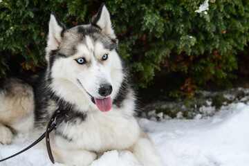 Young and cute Siberian Husky laying in the snow