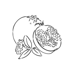 Vector sketch of tropical pomegranate fruit. Round outlines of ripe Garnet isolated on a white background, stock illustration on a horticultural theme. garnet, vector sketch on a white background