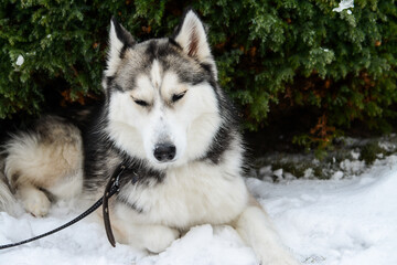 Young and cute Siberian Husky laying in the snow
