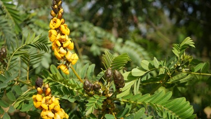 African senna flowers blossom, gardening in California, USA. Natural botanical close up background. Yellow bloom in spring morning garden, fresh springtime flora in soft focus. Candlestick juicy plant