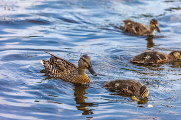 Bird wild duck with ducklings on the water pond in the summer