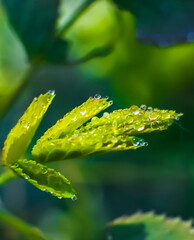 Water drops after rain on the leaves of plants