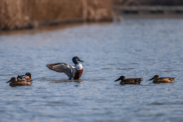 shoebills in the water