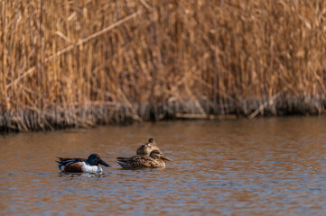 冬のハシビロガモ