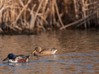 duck couple in the lake