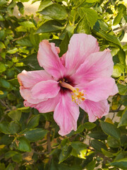 Beautiful pink blooming flower on plant with greenish background in garden