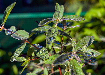 Dew drops closeup on the leaves of honeysuckle in the summer