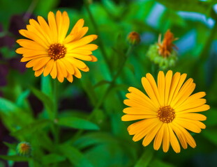 Orange flowers of marigold closeup in summer on a green background