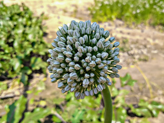 blooming onion plant in garden. Closeup of white onions flowers on summer field. Agricultural background. Summertime rural scene. Traditional ingredients for To improve the taste