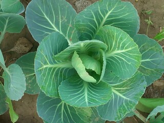 Top view of beautiful green cabbage with fresh leaves on soil in garden