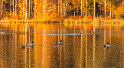 Ducks in the autumn pond