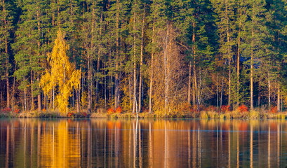 Autumn forest with reflection in the pond water